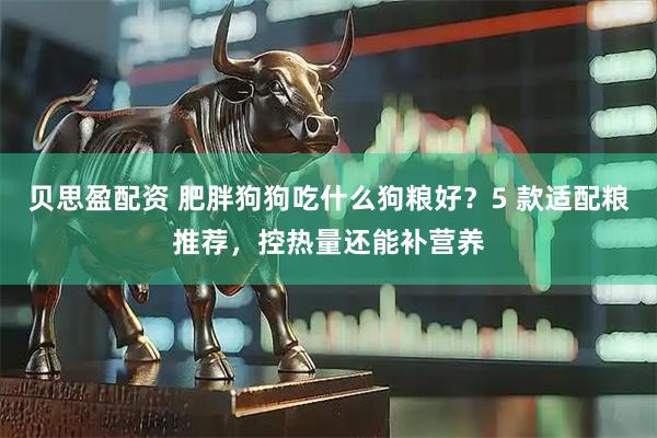 贝思盈配资 肥胖狗狗吃什么狗粮好？5 款适配粮推荐，控热量还能补营养